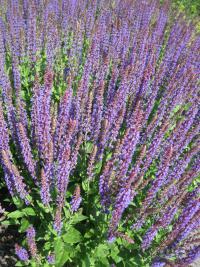 Salvia nemorosa (Šalvěj hajní 'Ostfriesland')