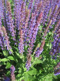 Salvia nemorosa (Šalvěj hajní 'Ostfriesland')