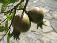 Punica granatum (Marhaník granátový)