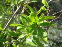 Punica granatum (Marhaník granátový)
