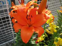 Lilium x hybridum     'Bursa'  lilie květy, květenství