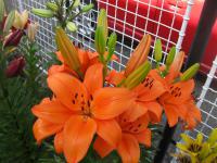 Lilium x hybridum   'Bursa'  lilie rostlina