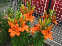 Lilium x hybridum 'Bursa'  lilie rostlina