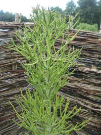 Euphorbia tirucalli (Pryšec)