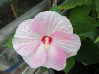 Hibiscus moscheutos (Ibišek bahenní)