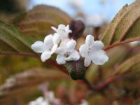 Viburnum farreri (Kalina vonná)