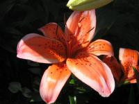 Lilium x hybridum     'Electric'  lilie květy, květenství