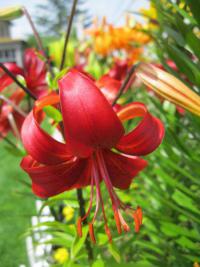 Lilium (Lilie 'Hiawatha' - Asijské hybridy vysoké)