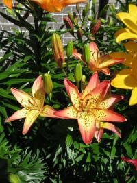 Lilium x hybridum 'Italia'  lilie květy, květenství