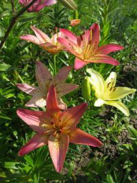 Lilium x hybridum   'Italia'  lilie květy, květenství