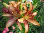 Lilium x hybridum    'Lilie Kentucky'  lilie květy, květenství
