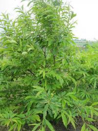 Castanea sativa (Kaštanovník jedlý)