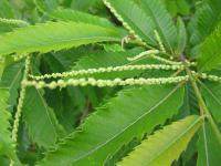 Castanea sativa (Kaštanovník jedlý)