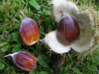 Castanea sativa (Kaštanovník jedlý)