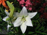 Lilium x hybridum            'Navona'  lilie květy, květenství