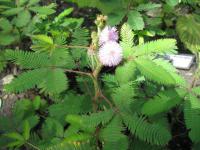 Mimosa pudica (Citlivka stydlivá)
