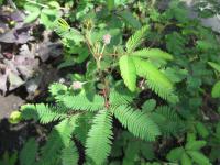 Mimosa pudica (Citlivka stydlivá)