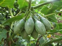 Solanum betaceum (Lilek rajčenka)