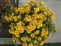 Chrysanthemum (Chryzantéma)
