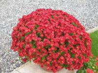 Chrysanthemum (Chryzantéma)