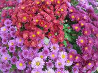 Chrysanthemum (Chryzantéma)