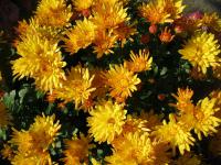Chrysanthemum (Chryzantéma)