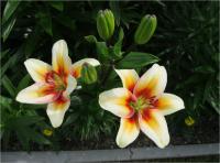 Lilium x hybridum 'Tinos'  lilie květy, květenství