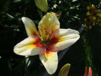 Lilium x hybridum  'Tinos'  lilie květy, květenství