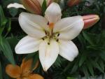 Lilie 'Champagne Diamond' - LA hybridy