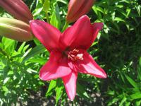 Lilium x hybridum    'Eltanin'  lilie květy, květenství