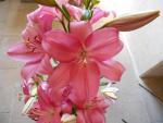 Lilium x hybridum   'Eltanin'  lilie květy, květenství