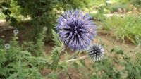 Echinops bannaticus (Bělotrn banátský)