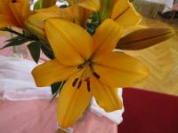 Lilium (Lilie 'Indian Diamond' - LA hybridy)