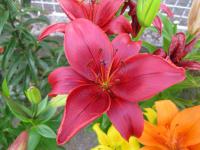 Lilie 'Original Love' - LA hybridy