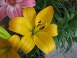 Lilium x hybridum             'Serrada'  lilie květy, květenství