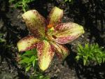 Lilium x hybridum              'Suncrest'  lilie květy, květenství