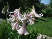 Lilium (Lilie 'Lankon' - LL hybridy)