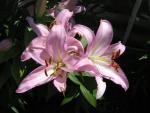 Lilie 'Willeke Alberti' - Orientální hybridy