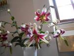 Lilium x hybridum  'Leslie Woodriff'  lilie květy, květenství