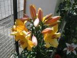 Lilie 'Saltarello' - OT hybridy
