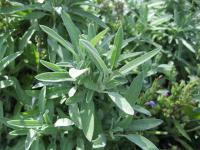 Salvia lavandulifolia (Šalvěj levandulolistá)