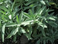 Salvia lavandulifolia (Šalvěj levandulolistá)