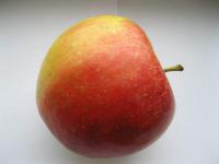 Malus domestica (Jabloň domácí 'Jonagold')