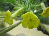 Uncarina grandidieri (Ukarína)