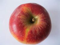 Malus domestica (Jabloň domácí 'Melrose')