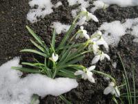 Galanthus nivalis (Sněženka podsněžník)