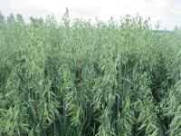 Avena sativa (Oves setý)