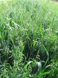 Avena sativa (Oves setý)