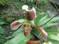 Paphiopedilum (Střevíčníkovec)