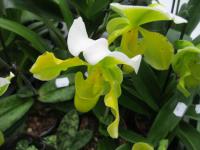 Paphiopedilum (Střevíčníkovec)